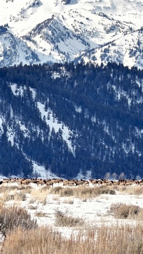 Elk, also known as Wapiti, migrate through Grand Teton National Park. | Jackson Hole Wild at Heart