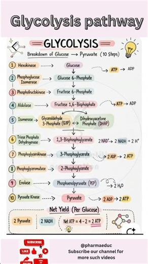 Glycolysis Made Easy 🔥 | 10 Steps Explained in 5 Minutes | Biochemistry Simplified