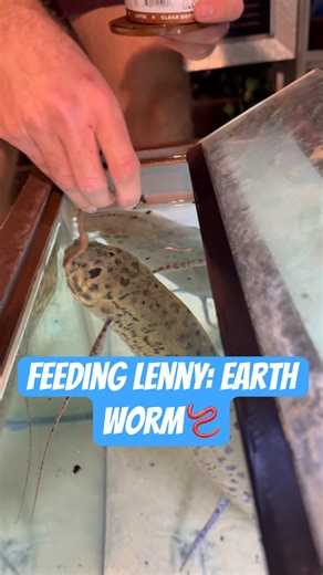 Feeding Lenny: Huge Worm 🪱 #fish #aquarium #weirdfish #aquabeasts