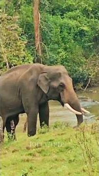 🔥🔥 கூடலூர் ரோட்டில் அதிர்ச்சி அளித்த ஒற்றை காட்டு யானை | Jolly Trip