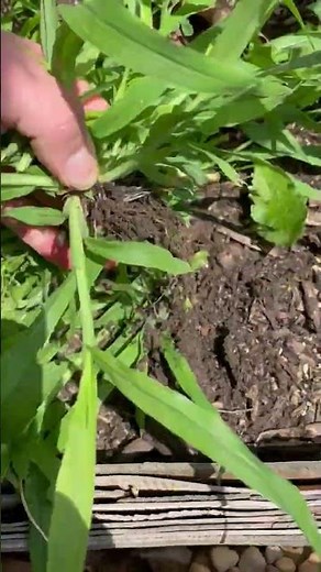 How To Get Rid of Crabgrass by Hand