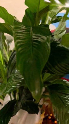 This beautiful peace lily came today for one of our families, so we want to share the significance of the Peace Lily in relation to funerals. The peace lily is one of the most meaningful and traditional plants sent in times of loss. Its significance goes far beyond its beauty. Every part of the plant carries a message of comfort and hope for grieving families. Symbol of Peace and Comfort The peace lily represents peace, calm, and the promise of a gentle presence during difficult times. It is oft