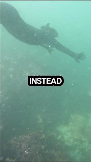 Diver's Nightmare The Bends Explained!