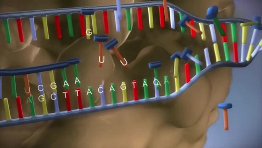 三分钟看懂：DNA复制、转录、翻译全过程
