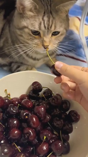 Are cherries healthier for cats? 🥰🥰 #catlover #kittens #cat #catlife #FunnyCats | Cute Kitten