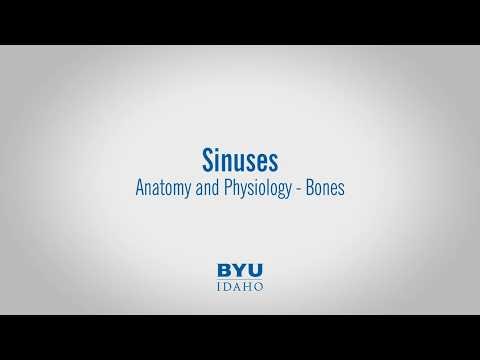 Real Human Skull Anatomy: Exploring Sinuses, Sutures, and Bone Structures