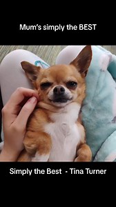 12K views · 665 reactions | RIP Tina. Complete legend (7237826772929219867) #chihuahualife #parody #tinaturner #doggo #dogs #doggie #pupper #tina #chihuahuastiktok #rip #legend #destinyschis #chihuahuafanclub #chihuahuapuppy #chihuahua #dog #comedy #simplythebest #hund #sing | destinyschis | Facebook