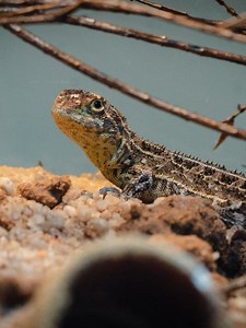 Earless dragons found alive in Victorian wild