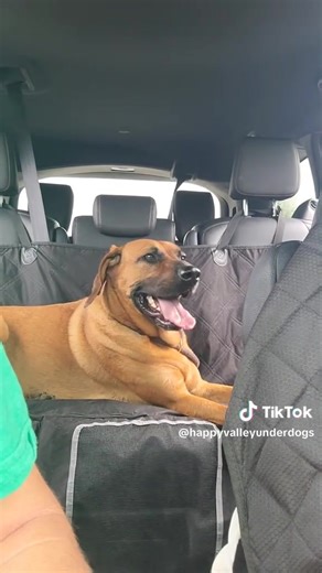 WE LOST THE LOCATION FOR OUR PRISON DOG PROGRAM Firstly, it has nothing to do with us. The entire prison is shutting down (Not sure why. Above our pay grade) But the prison we have loved working with in Pennsylvania for the past few years will be no more. We are devastated. So many great homes come out of that program for so many VRC dogs and we still have 2 dogs looking for their forever homes! Meet Droup: He Is a happy-go-lucky goofball who’s full of love and always ready for fun. He gets alon