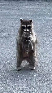 The way this mama raccoon carries her babies in her mouth to safety 🖤 | The Dodo