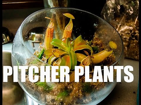 Carnivorous Pitcher Plant Terrarium Build
