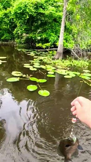 Water’s Warming… Bluegill Are SWARMING! #Louisiana #fishing #light tackle