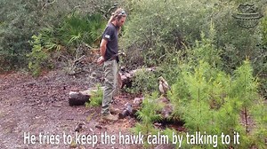 Do Not Try This At Home! Catching a hawk with your bare hands is not easy and takes professional skill to handle these amazing birds. | Affordable Wildlife Removal