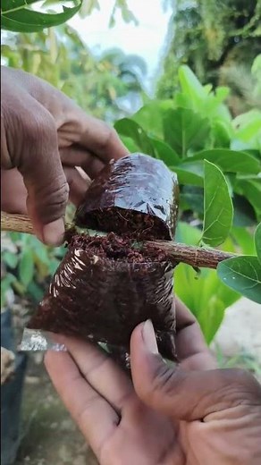 Air Layering for Beginners 😍🌳