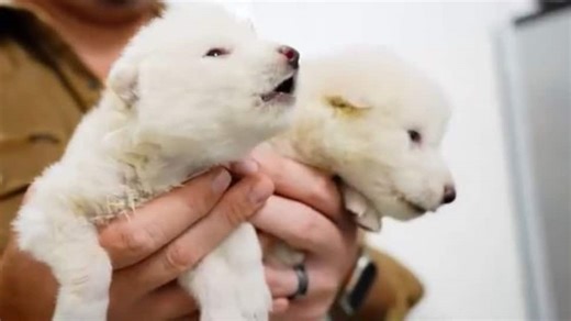 Dire Wolf Brought Back To Life After 10,000 Years: Inside The World’s First De-Extinction Breakthrough, WATCH VIDEO