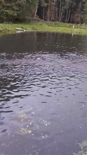 Der Nachwuchs wächst. | Forellenhof-Wedemark