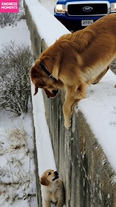 1.9M views · 34K reactions | Snowy Rescue: Puppy Saved! A brave man rescues a puppy from a snowy ledge. #fblifestyle #AI Generated using Kling AI . . . (For entertainment purposes only. Consult professionals if guidance on activities is presented. No brand affiliation is implied if any are shown. If inspired by true events, creative adaptations may be included. Content may include public footage.) | Fabiosa UK | Facebook