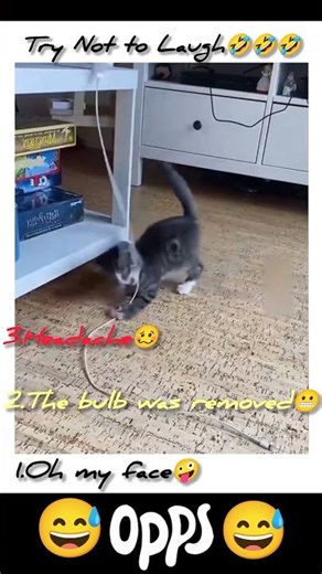 Wait, what's the best failure? | The Funniest Cat Fails😹 | #shorts #fail