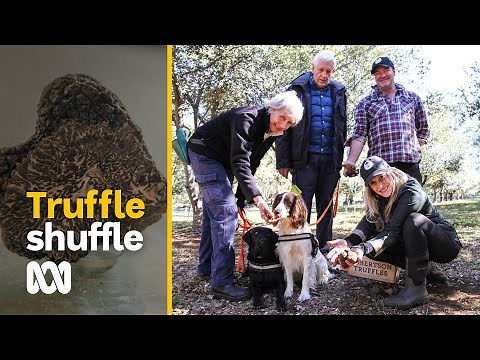 Truffle hunting is like digging for tasty treasure | ABC Australia