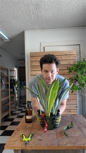 1.4K views · 28 reactions | Snake plant stuff 7514509827091991839 #plants | Luke Edith | Facebook