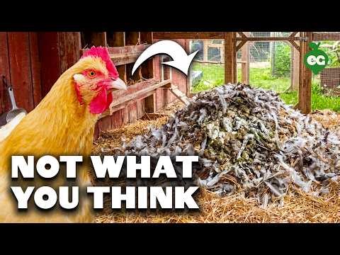 Stop Believing These 7 Backyard Chicken Myths