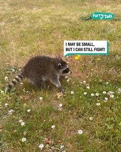 Tiny but mighty! 🦝🥹 | Furry Tails