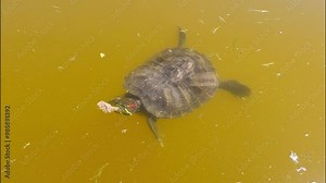 Pond Slider eats bread on the surface of water, turtle molting, shell scales peeling off. Pond Slider or Red-eared Slider Turtle (Trachemys scripta) top view
