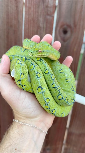 Green tree pythons are the calmest species #snake #reptiles #coolanimals #greentreepython