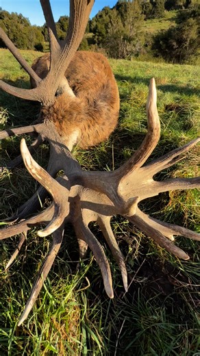 269K views · 8.3K reactions | A beautiful red stag harvested here at Four Seasons Safaris. #nz #hunting #aotearoa #nature #New #Zealand #newzealand #red #stag #redstag #fyp #four #seasons #fourseasons | Four Seasons Safaris | Facebook