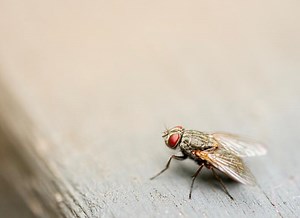 What Does It Mean When A Fly Is Always Around You? Be Careful!