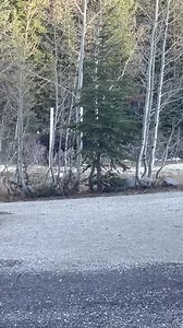 25K views · 284 reactions | MOOSE BATTLE - Two bull moose were caught on video battling to see who would be "King of Big Cottonwood Canyon" (: Isaiah Trujillo) | FOX 13 News | Facebook