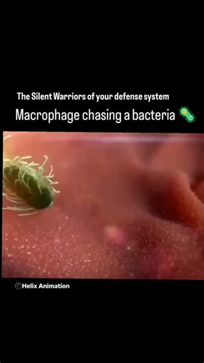 World of Biology on Instagram: "Macrophage vs Bacteria Animation credit 📸- @helixanimation Who will win?"