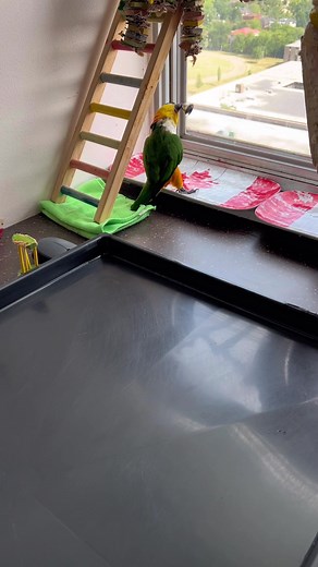 Caique Parrot's Silly Sounds and Joyful Moments