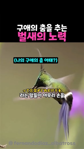 그녀의 마음을 얻기위한 구애의 춤을 추는 벌새