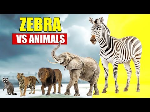 𝗭𝗲𝗯𝗿𝗮 𝘃𝘀 𝗔𝗹𝗹 𝗔𝗻𝗶𝗺𝗮𝗹𝘀 | 𝗦𝗶𝘇𝗲 𝗖𝗼𝗺𝗽𝗮𝗿𝗶𝘀𝗼𝗻 𝟮𝟬𝟮𝟱