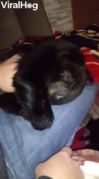 Howler monkey insists on extra cuddles