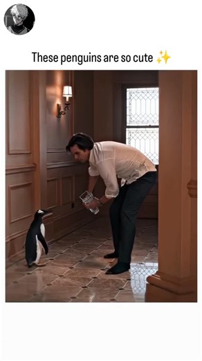‎Z e n ☯ ロヒド_ روهيد‎ on Instagram: "🎬Mr. Popper’s Penguins (2011): In bustling New York City, ambitious businessman Tom Popper unexpectedly inherits six lively penguins from his late explorer father, upending his structured, orderly life. As he struggles to manage work, his children, and the penguins’ hilarious, mischievous antics, Tom discovers unexpected joy and chaos in his apartment. With the help of his playful feathered friends, he reconnects with his children, learns to embrace fun and f