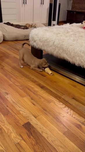 Update: ADOPTED🎉 🎃👻 Pax: The Tiny Terror (of Cuteness!) 👻🎃 Meet Pax, a young Chihuahua/Terrier mix with enough spunk to light up your Halloween night! ⚡️ Don’t let his size fool you — this little guy is ready to rumble his way right into your home and your heart. 💥💛 Pax is playful, loving, and full of personality — the perfect sidekick for all your spooky season adventures. Whether he’s zooming around the yard or snuggling under a blanket, he’s guaranteed to keep things lively! 🐾 🎃 Read