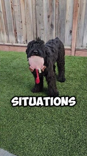 3 Things You Didn’t Know About Black Russian Terriers