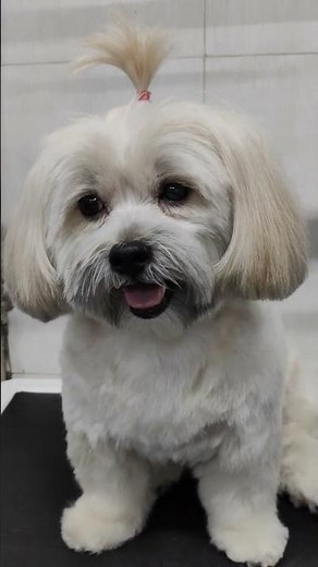 Lhasa Apso Transformation After Grooming #dog #grooming #pets