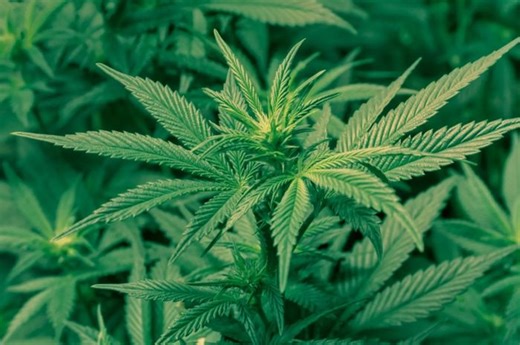 5 Temuan Sains Terkini yang Mengubah Pengetahuan Kita tentang Ganja - National Geographic