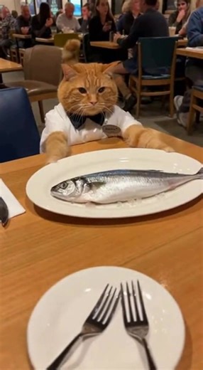 Angry Cat Reaction to Unfishy Customer