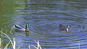 Dive into the fascinating world of the mallard duck, also known as the wild duck. Learn about its behavior, habitat, diet, and more in this educational video series.
