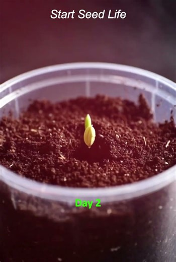 Cardamom Plant Growth from Seed 🌱 | How to Grow Elaichi at Home