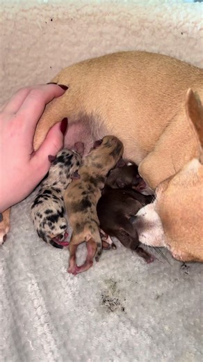 Pregnant Chihuahua Care Tips and Insights