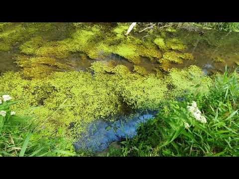 Frog Cricket Sounds ASMR