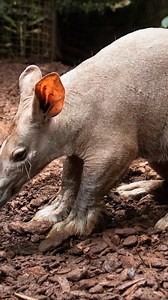 1.7M views · 16K reactions | The aardvark: part pig, part vacuum, all business. Native to Africa, it spends its nights digging for ants and termites with those chunky claws and that sniffer snout. Evolution said: “Make it weird. Make it work.”  | Discvr Blog | Facebook