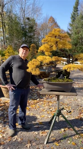 Penjing design 🍁Canadian bonsai master @davideasterbrookbonsai | Bonsai Society