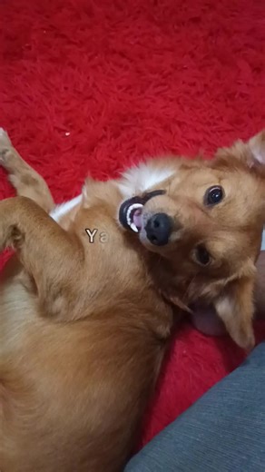 Es un meme andante XD #Viral #fypシ゚ #dogsoftiktok #dog #😆