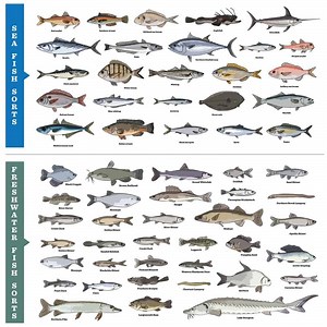 How many types of fishes are there? [2025] | QAQooking.wiki
